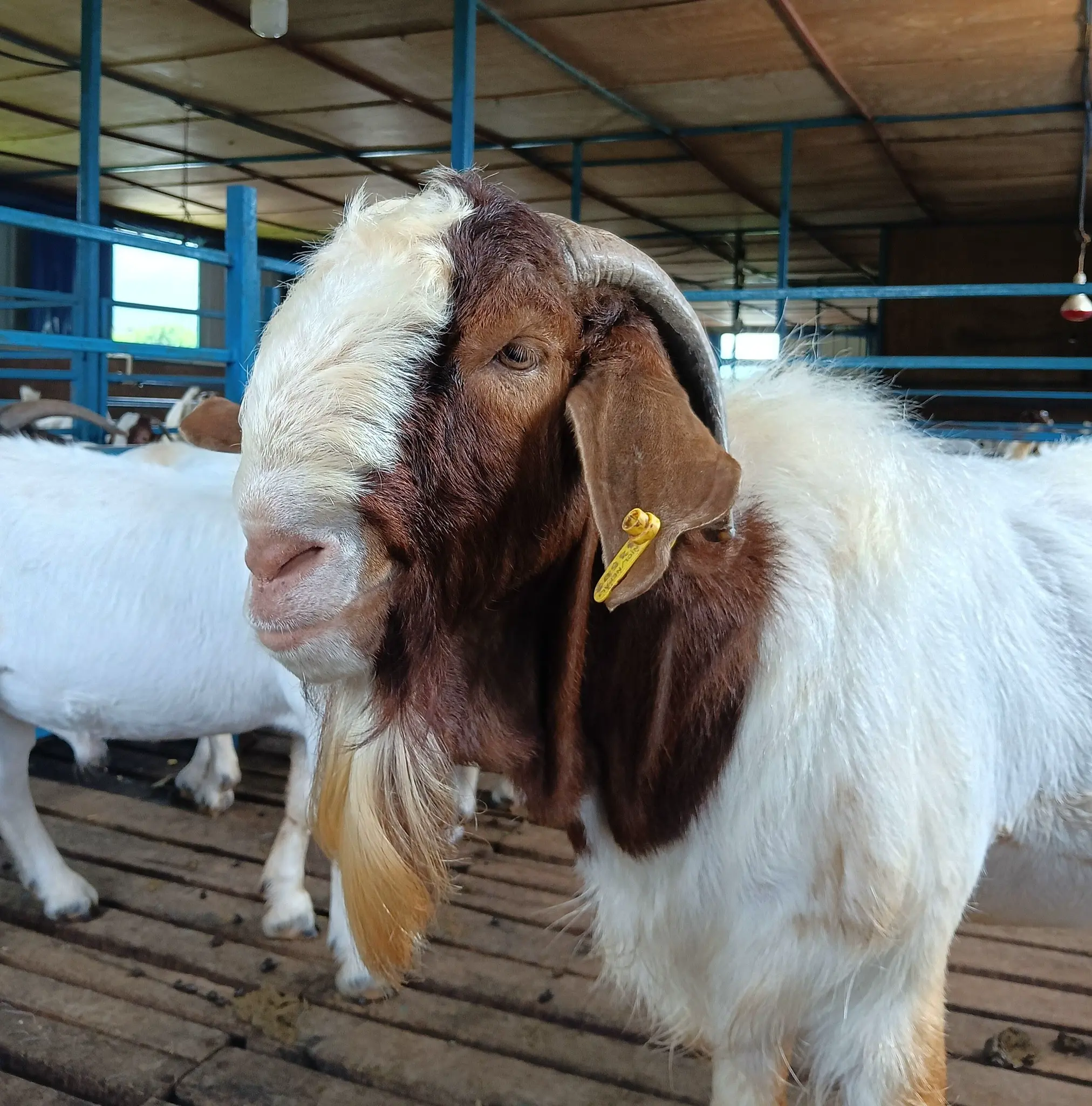 Purebred Boer Goats at Agripi Farm Dang