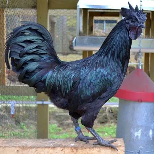 Medicinal Kadaknath Black Chicken in Tulsipur Dang