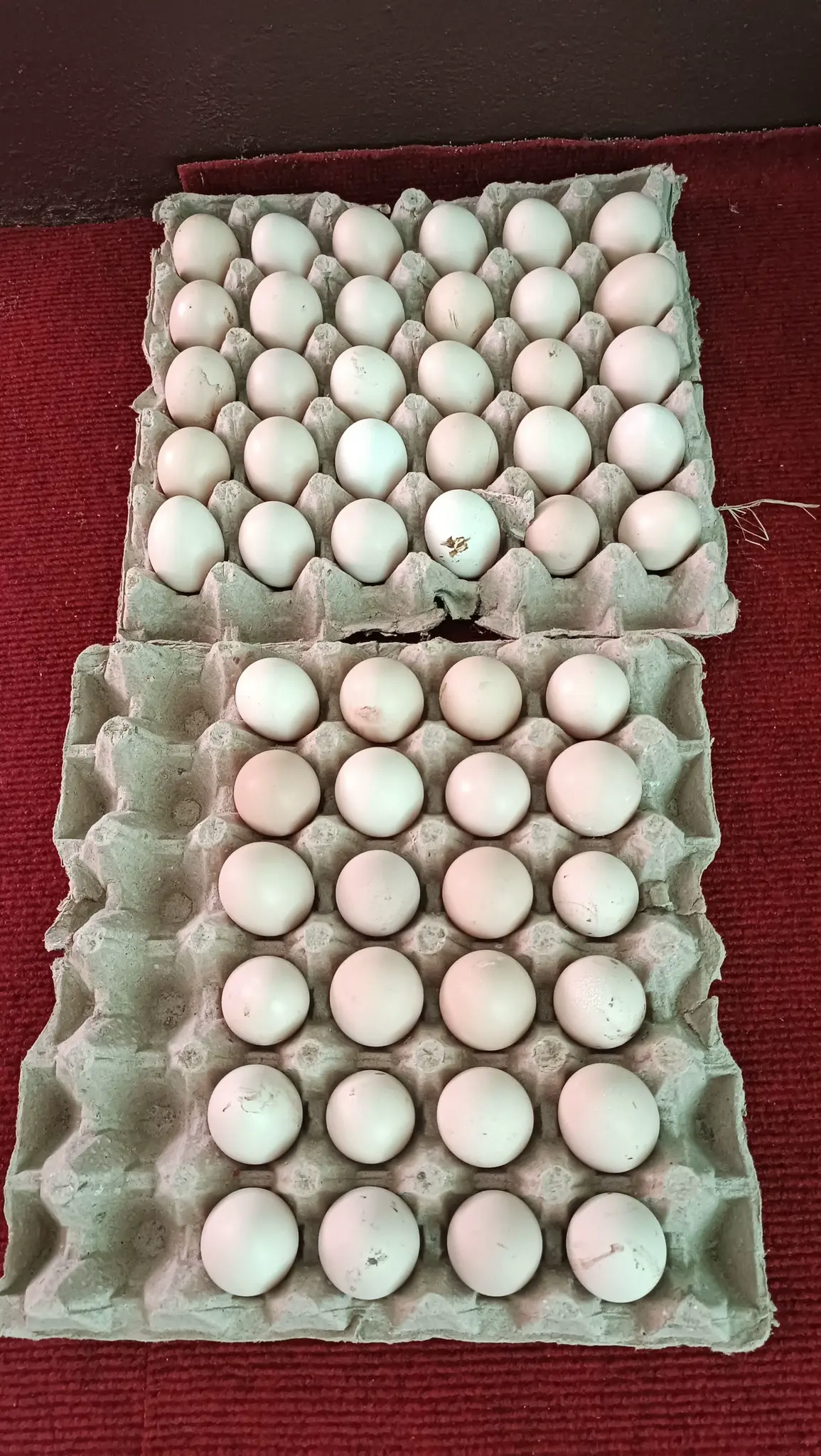 Fresh organic local eggs from Agripi Dang